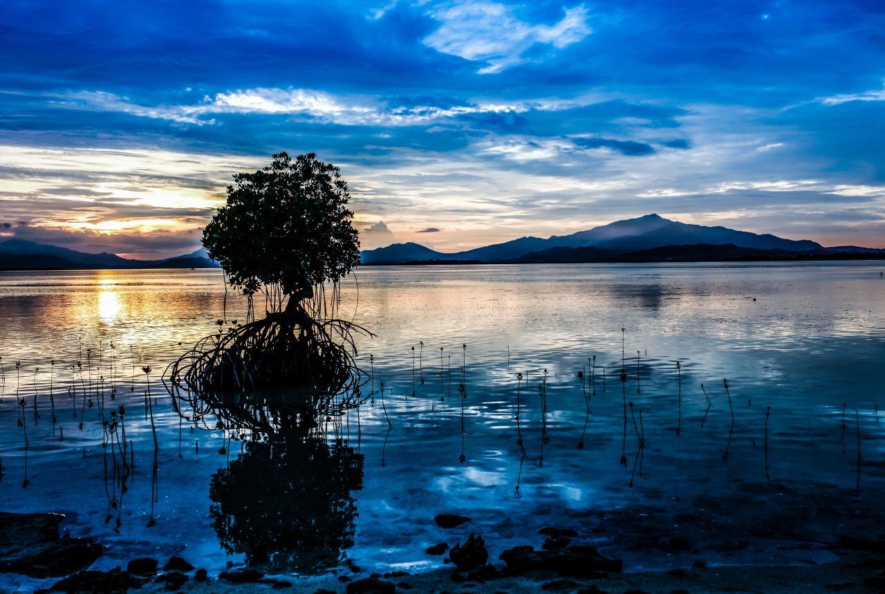 Free Images : landscape, sea, tree, water, nature, ocean, horizon ... Free Images : landscape, sea, tree, water, nature, ocean, horizon ...